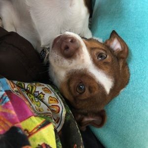 Meet your Posher, Sydnee